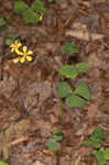 Great yellow woodsorrel